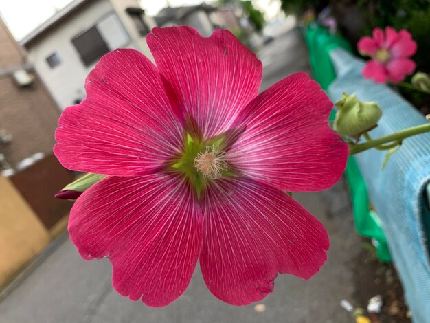 Close-up of pink flowering plant