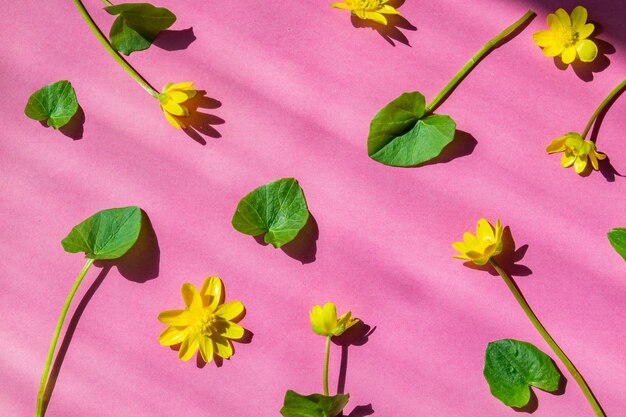 Photo close-up of pink flowering plant