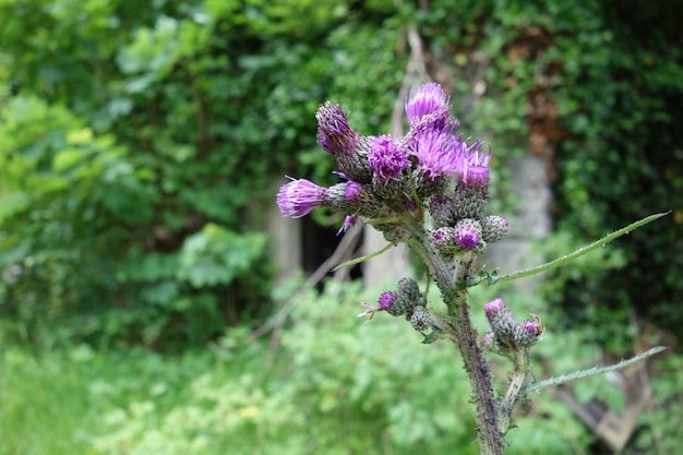 Close-up of pink flowering plant