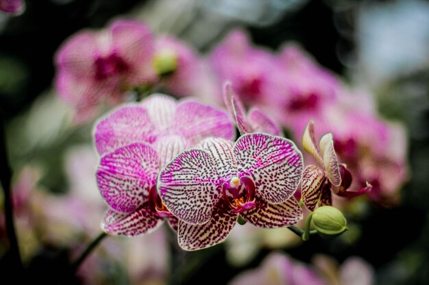 Photo close-up of pink flowering plant