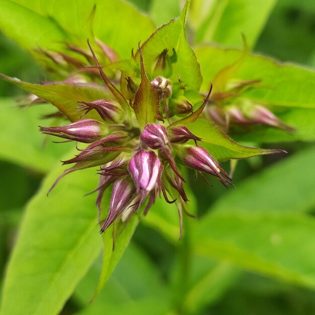 Photo close-up of pink flowering plant