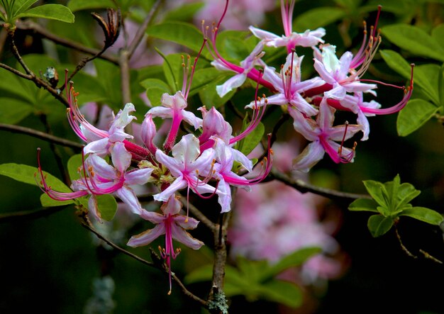 Photo close-up of pink flowering plant