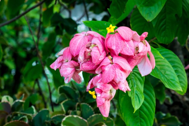 Close-up of pink flowering plant