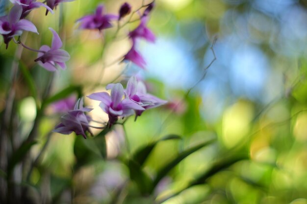 ピンクの花の植物のクローズアップ