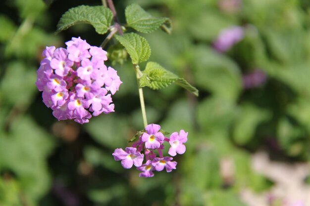 Close-up of pink flowering plant