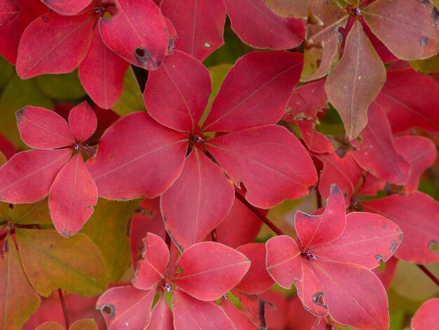 Photo close-up of pink flowering plant