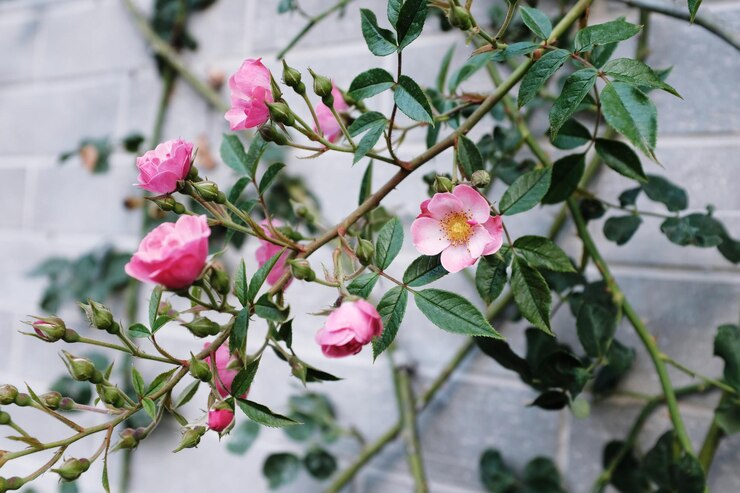Photo ピンクの花の植物のクローズアップ