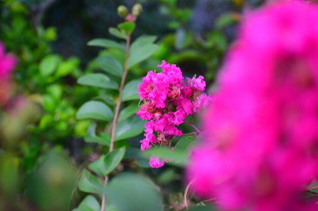 Close-up of pink flowering plant