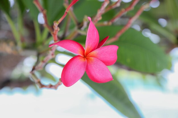 ピンクの花の植物のクローズアップ