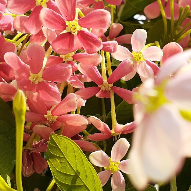 Close-up of pink flowering plant