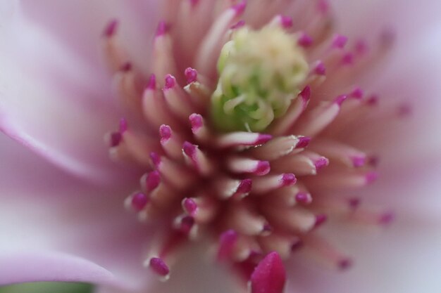 Photo close-up of pink flowering plant