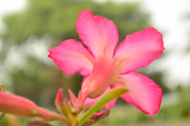 ピンクの花の植物のクローズアップ