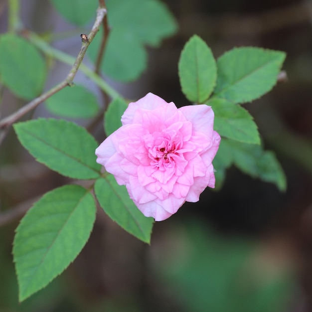 Foto prossimo piano di una pianta a fiori rosa