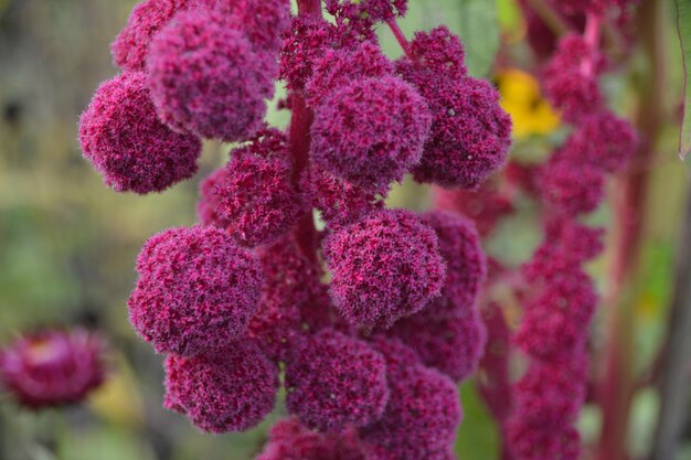 Photo close-up of pink flowering plant