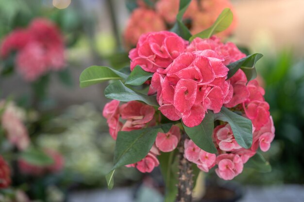 Foto prossimo piano di una pianta a fiori rosa