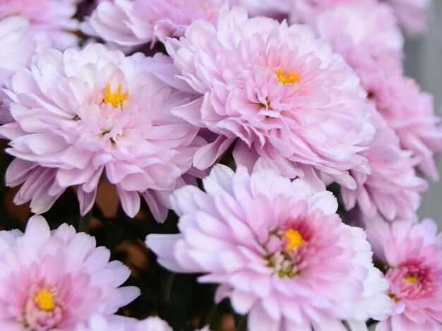 Foto prossimo piano di una pianta a fiori rosa