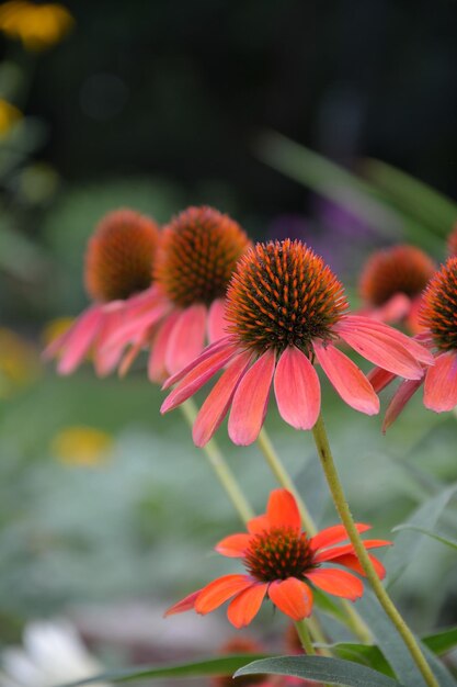 ピンクの花の植物のクローズアップ