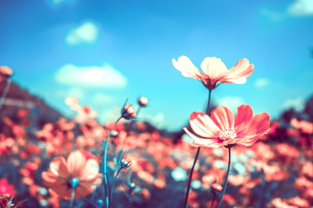 Close-up of pink flowering plants against blue sky