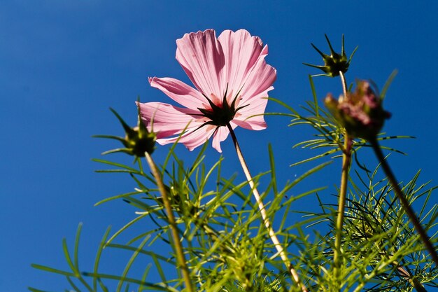 Close-up of pink flowering plants against blue sky