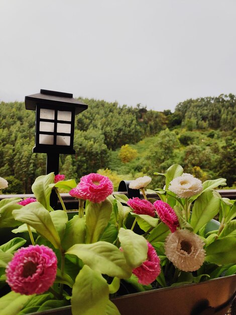 Close-up of pink flowering plants against sky