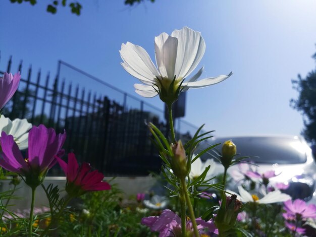 Close-up of pink flowering plants against sky