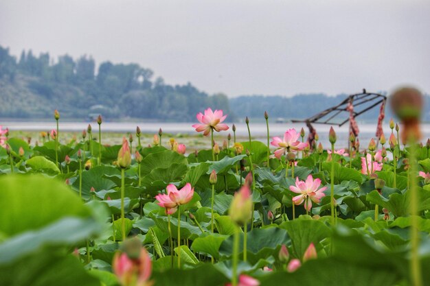 空を背景にピンクの花がく植物のクローズアップ