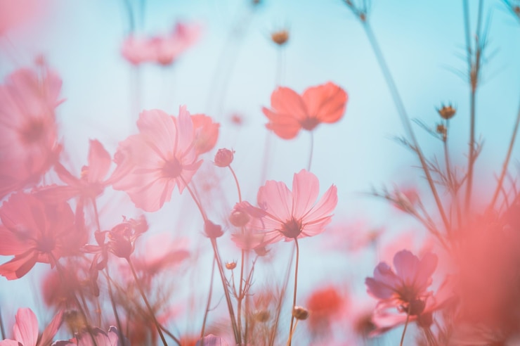 Photo 空を背景にピンクの花がく植物のクローズアップ