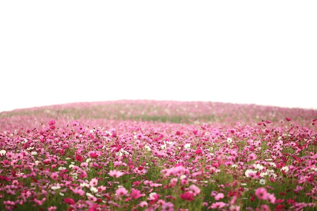 Photo close-up of pink flowering plants on field against sky