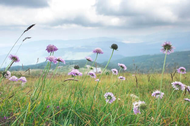 Close-up of pink flowering plants on field against sky