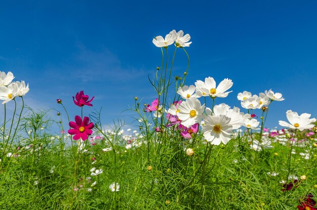 Close-up of pink flowering plants on field against sky