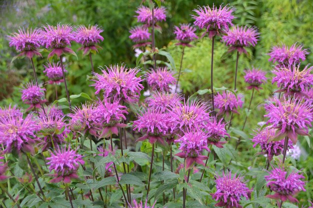 Close-up of pink flowering plants on field