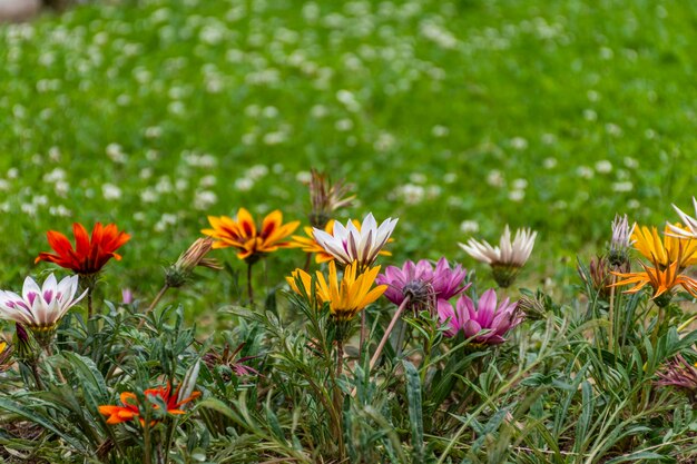 Close-up of pink flowering plants on field