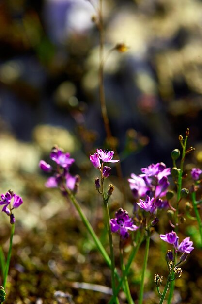 Close-up of pink flowering plants on field