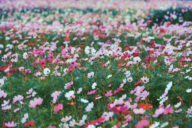 Close-up of pink flowering plants on field