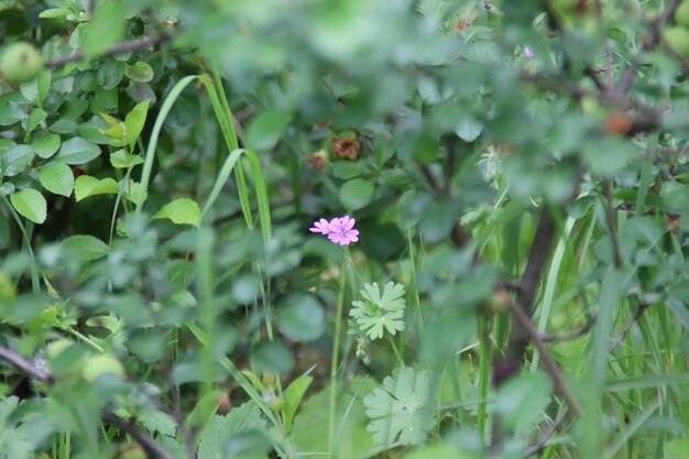 Close-up of pink flowering plants on field