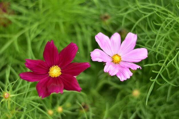 Close-up of pink flowering plants on field