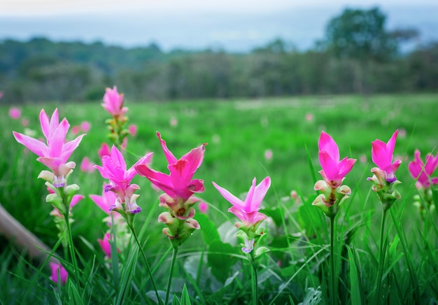フィールドのピンクの花の植物のクローズアップ