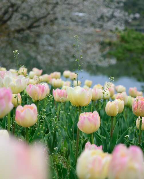 Close-up of pink flowering plants on field