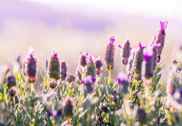 Photo close-up of pink flowering plants on field