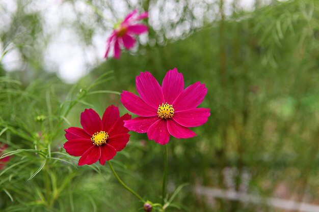 Close-up of pink flowering plants on field