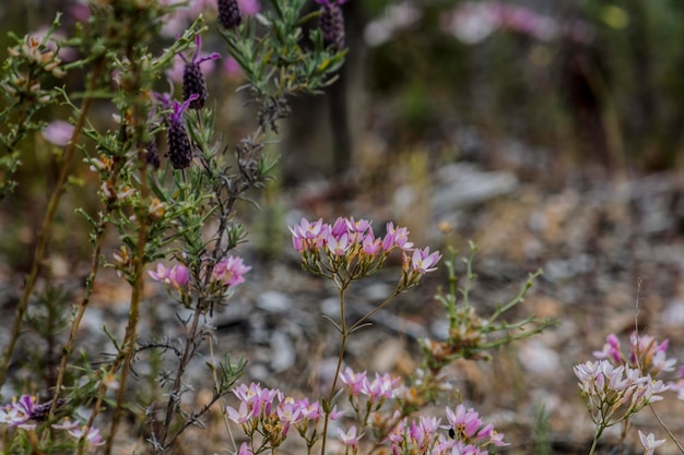 Close-up of pink flowering plants on field