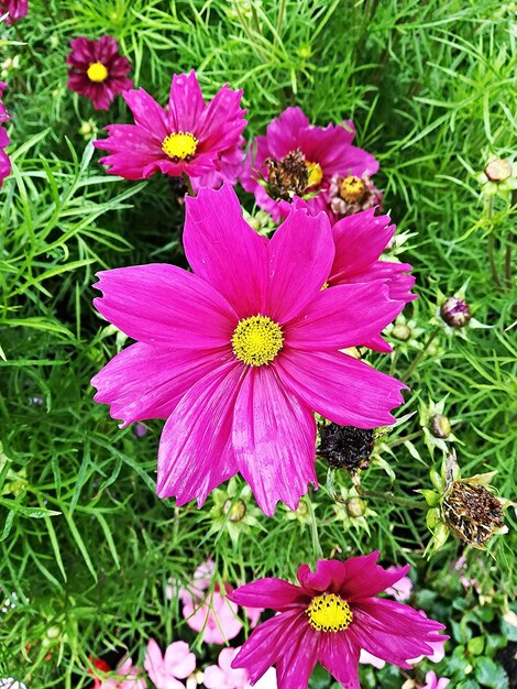 Close-up of pink flowering plants on field