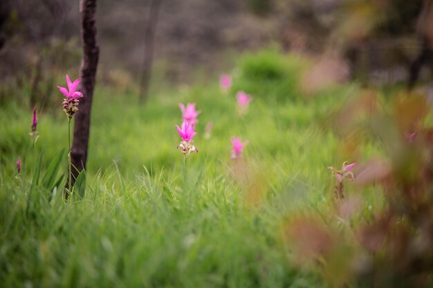Photo close-up of pink flowering plants on field
