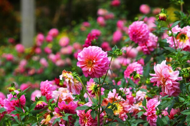 Photo close-up of pink flowering plants in field