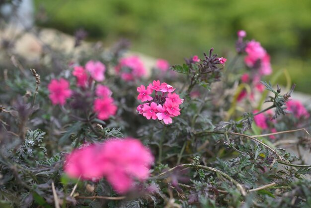 フィールドのピンクの花の植物のクローズアップ