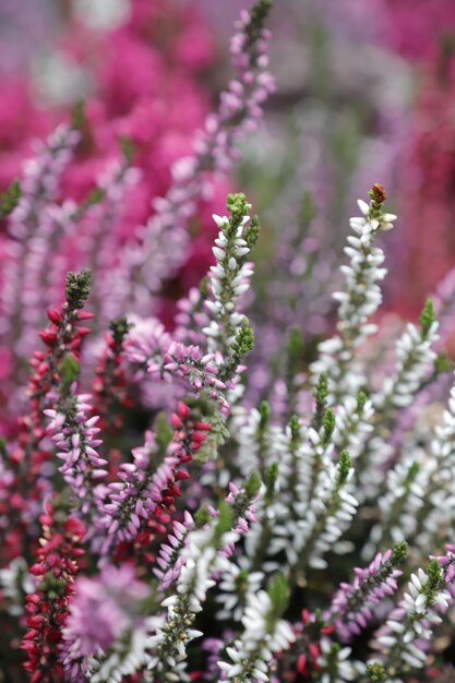 Photo close-up of pink flowering plants on field