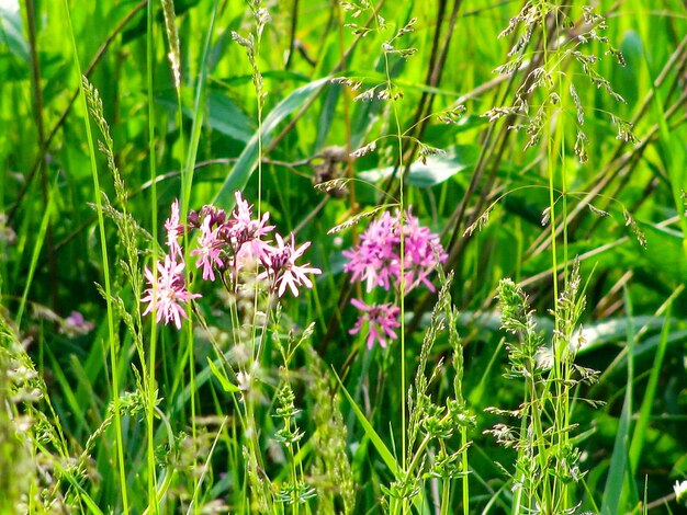 Close-up of pink flowering plants on field