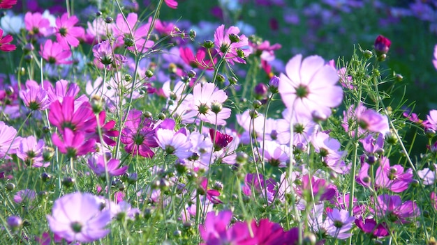 Close-up of pink flowering plants on field