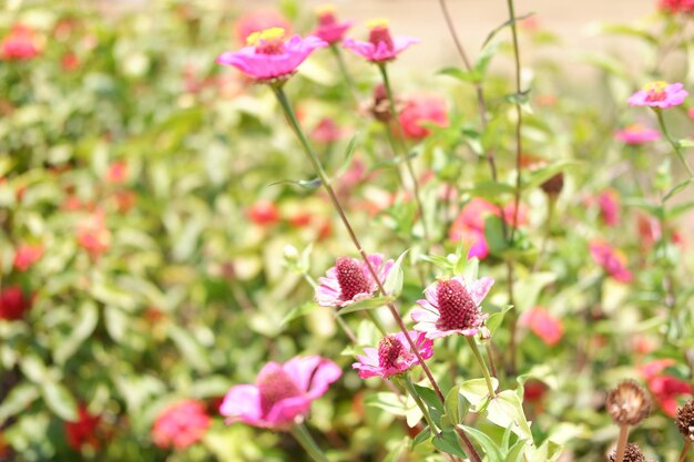 Close-up of pink flowering plants on field