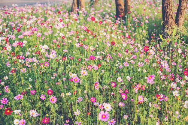 Close-up of pink flowering plants on field